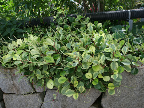 Peperomia glabella cv. Variegata