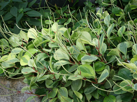 Peperomia glabella cv. Variegata