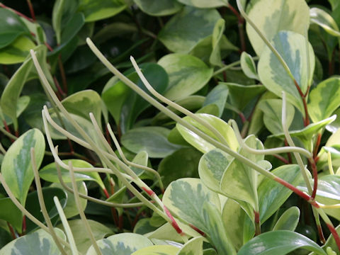 Peperomia glabella cv. Variegata