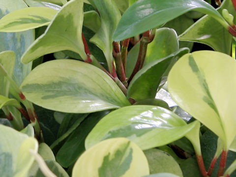 Peperomia glabella cv. Variegata