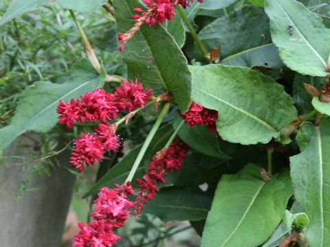 Persicaria amplexicaulis