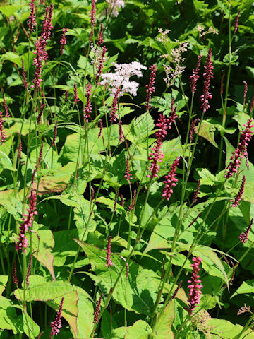 Persicaria amplexicaulis