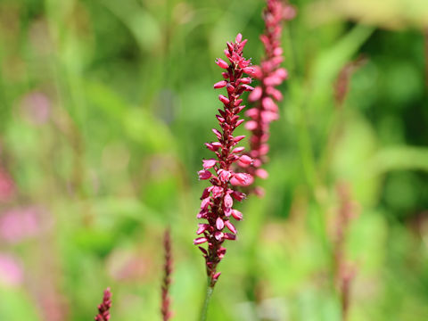 Persicaria amplexicaulis