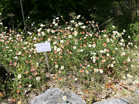 Erigeron karvinskianus