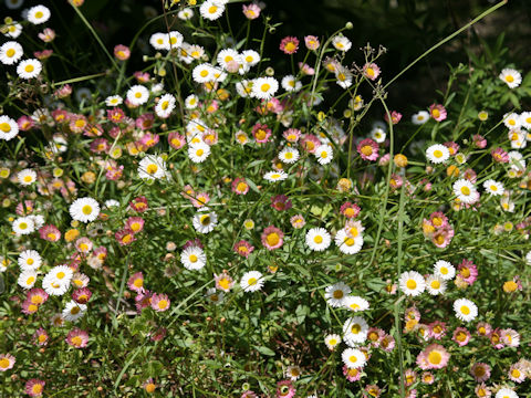 Erigeron karvinskianus