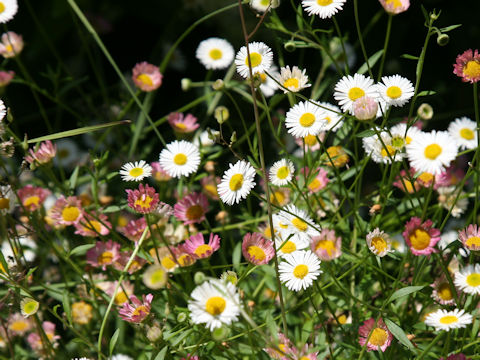 Erigeron karvinskianus