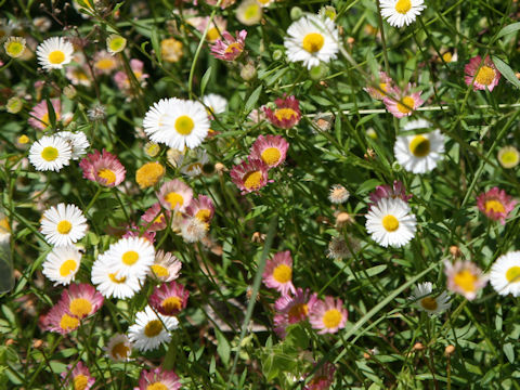 Erigeron karvinskianus