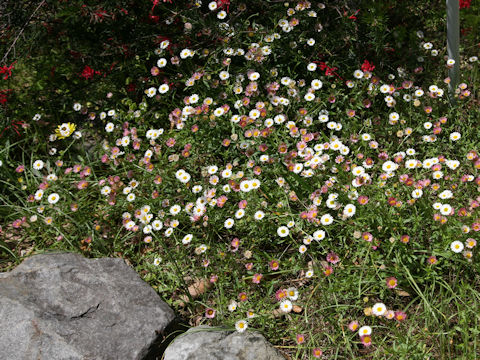 Erigeron karvinskianus