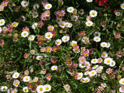 Erigeron karvinskianus