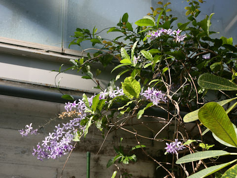 Petrea volubilis