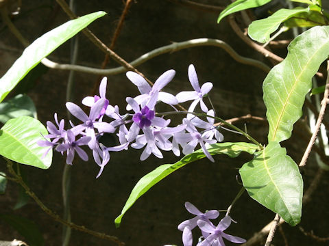 Petrea volubilis