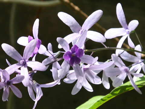 Petrea volubilis