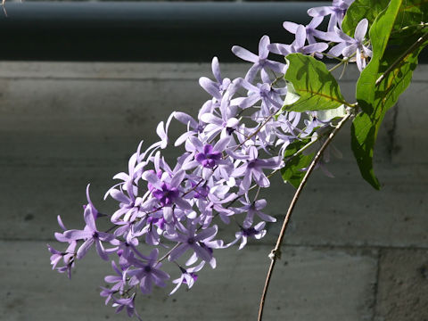 Petrea volubilis