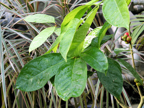 Phaleria capitata