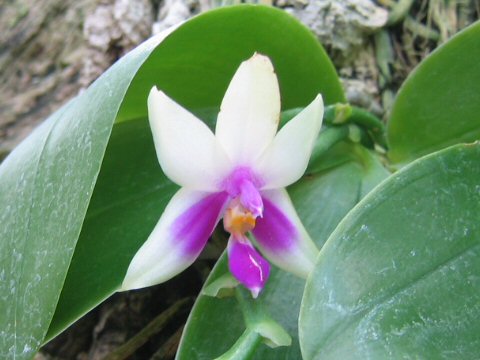 Phalaenopsis violace