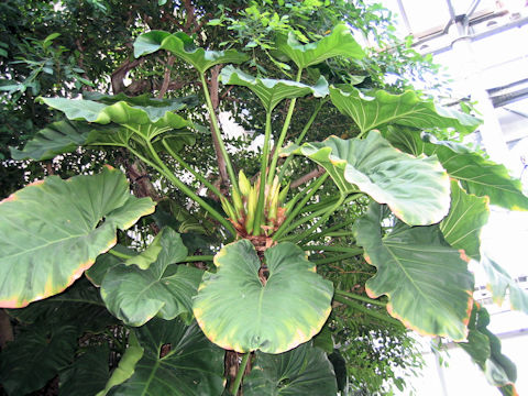 Philodendron giganteum