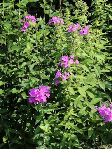 Phlox paniculata