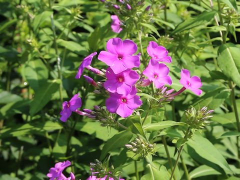 Phlox paniculata