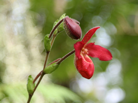 Phragmipedium besseae
