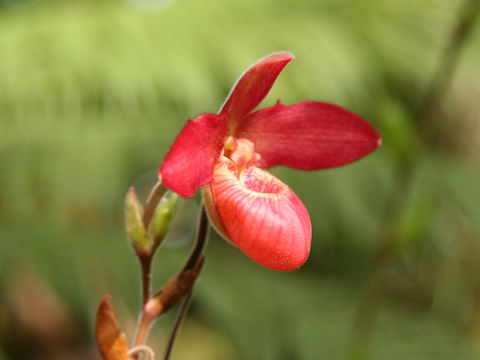 Phragmipedium besseae