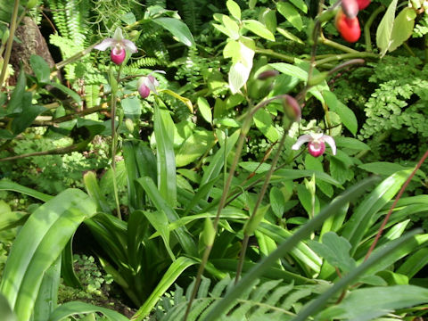 Phragmipedium schlimii