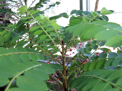 Phyllanthus pulcher
