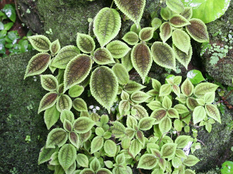 Pilea cv. Moon Valley