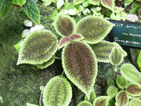 Pilea cv. Moon Valley