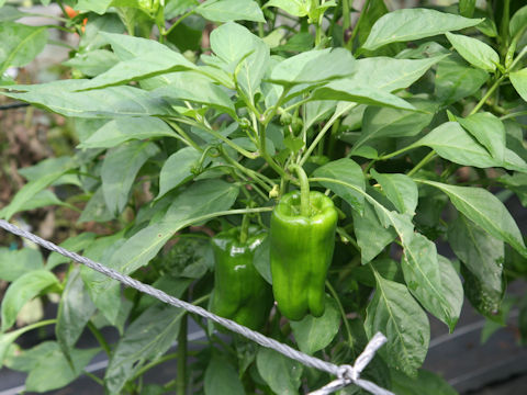 Capsicum annuum var. grossum