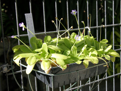 Pinguicula agnata