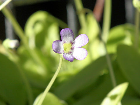 Pinguicula agnata