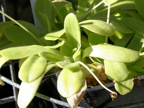 Pinguicula agnata