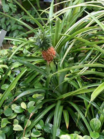 Ananas comosus