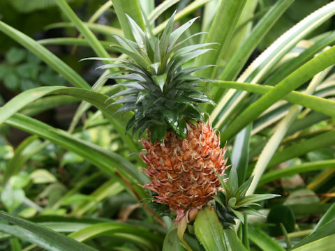 Ananas comosus