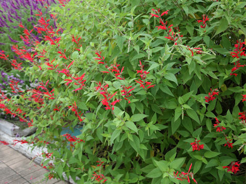 Salvia elegans