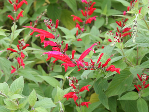 Salvia elegans