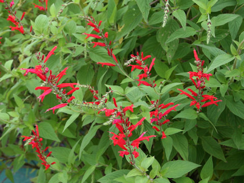 Salvia elegans