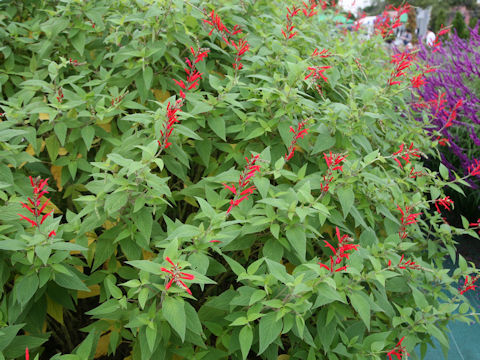 Salvia elegans