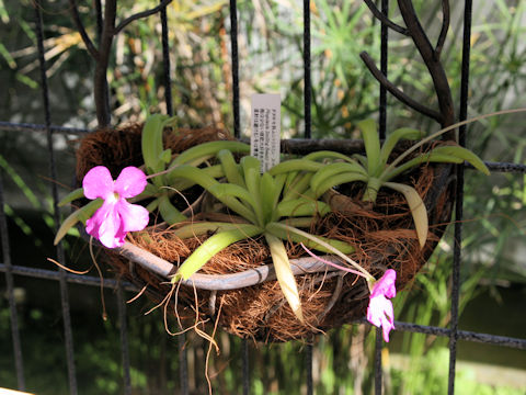 Pinguicula cv. Smiling Beauty