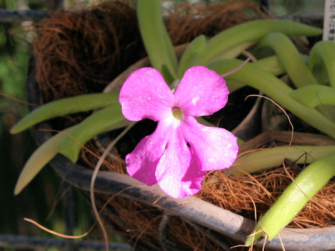 Pinguicula cv. Smiling Beauty