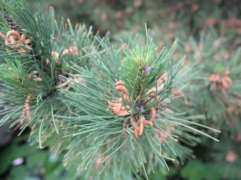 Pinus edulis