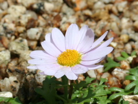 Chrysanthemum weyrichii