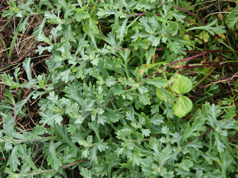 Chrysanthemum weyrichii