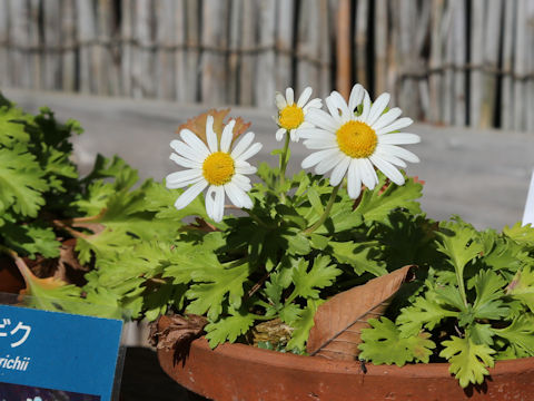 Chrysanthemum weyrichii