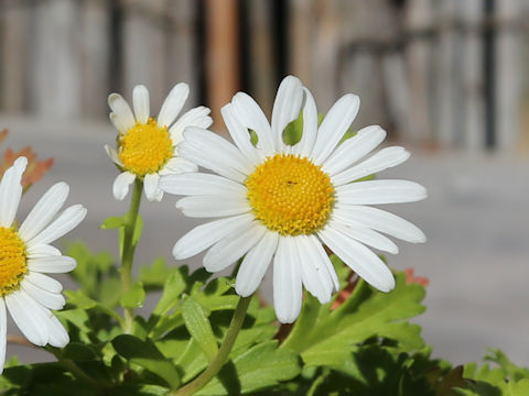 Chrysanthemum weyrichii