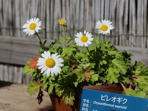 Chrysanthemum weyrichii