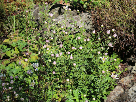 Chrysanthemum weyrichii