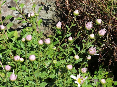 Chrysanthemum weyrichii