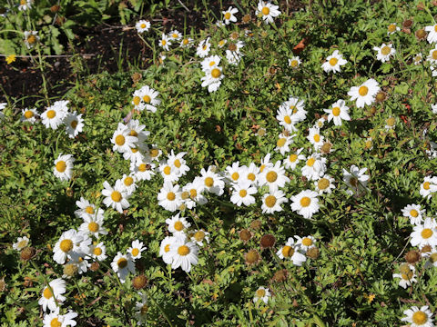 Chrysanthemum weyrichii