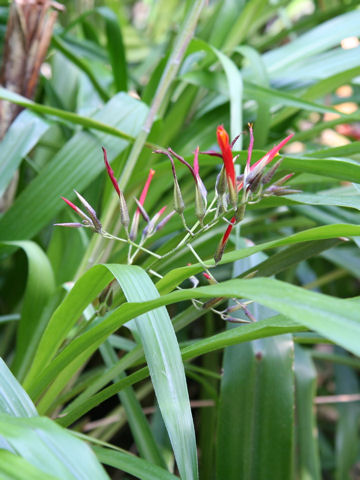 Pitcairnia paniculata